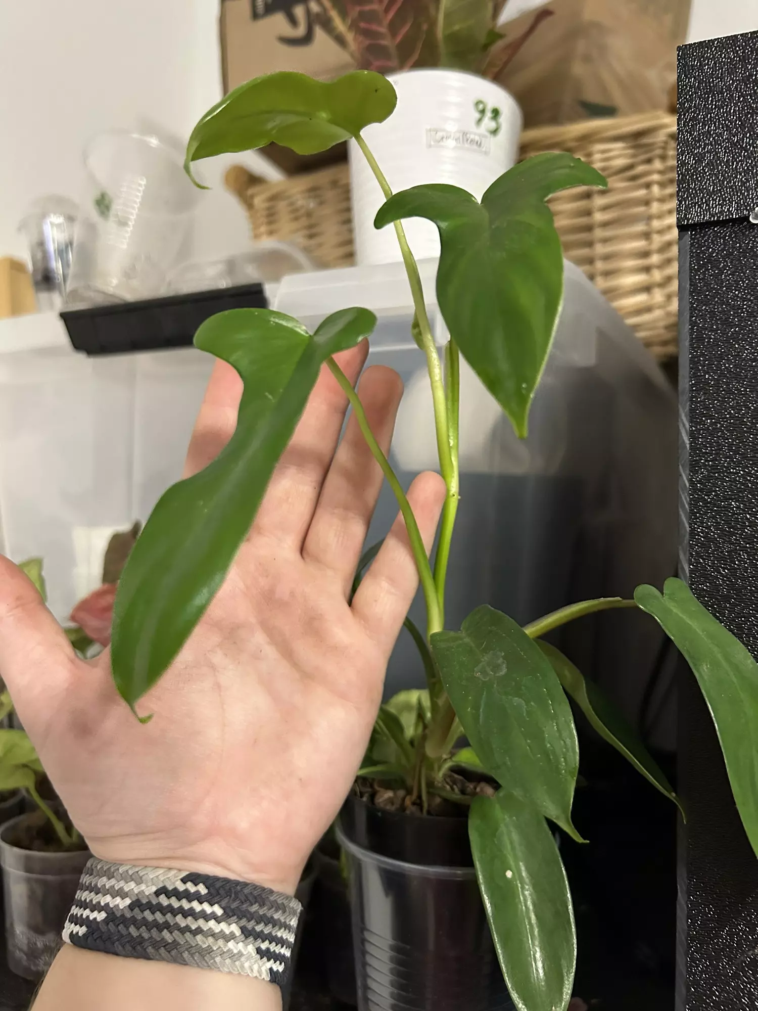 plant/Florida Green Butt Cut-0