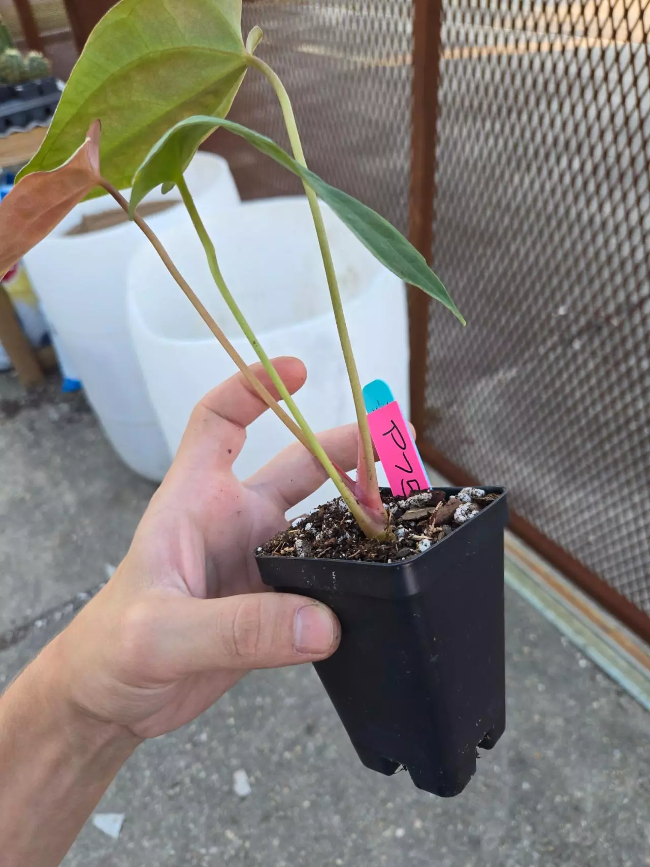 plant/P75 greenish emergent. (AOS/Tims Black) x Portillae NSE Dewey Fisk Clone-3