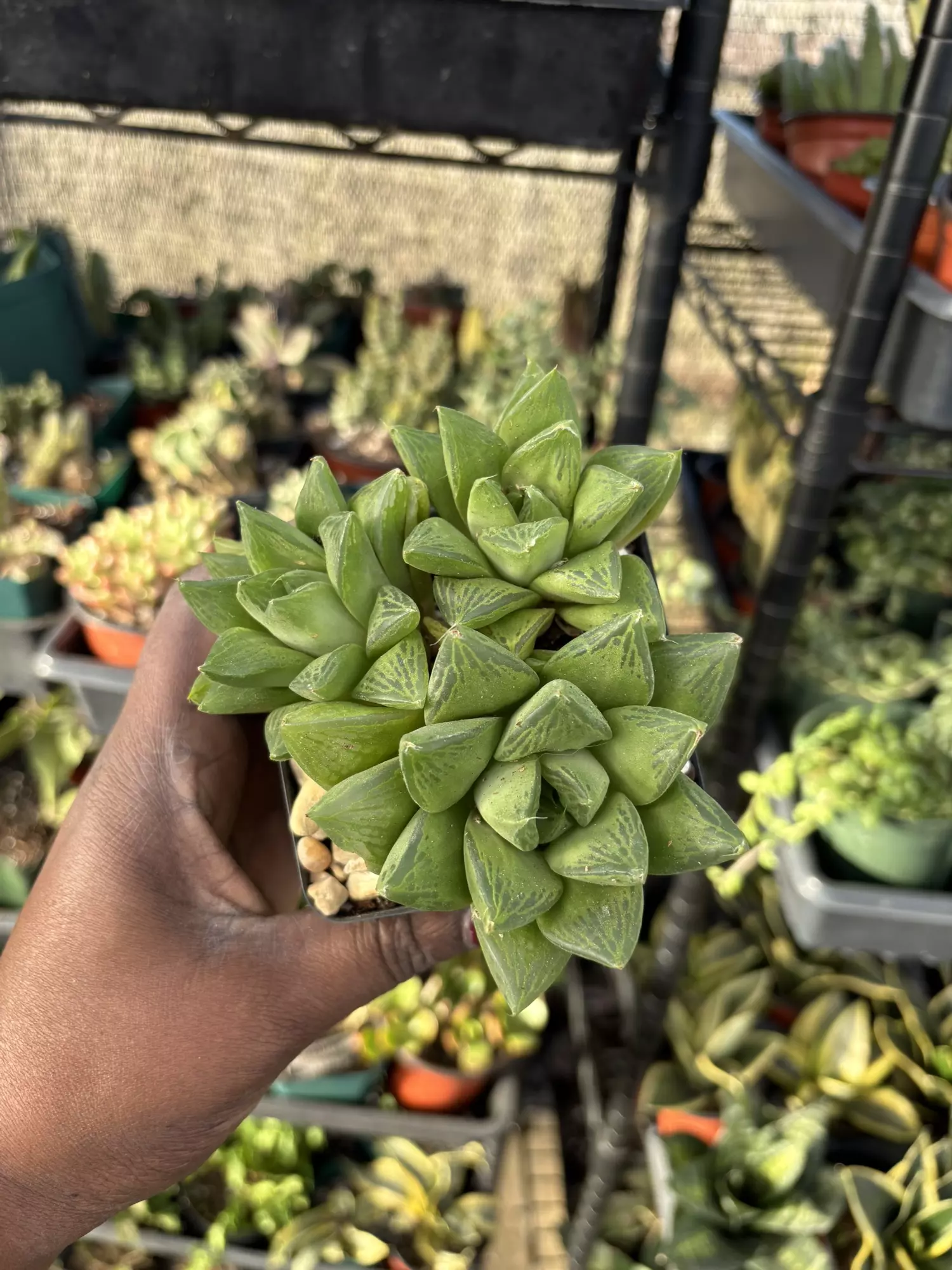 plant/Haworthia cuspidata-0