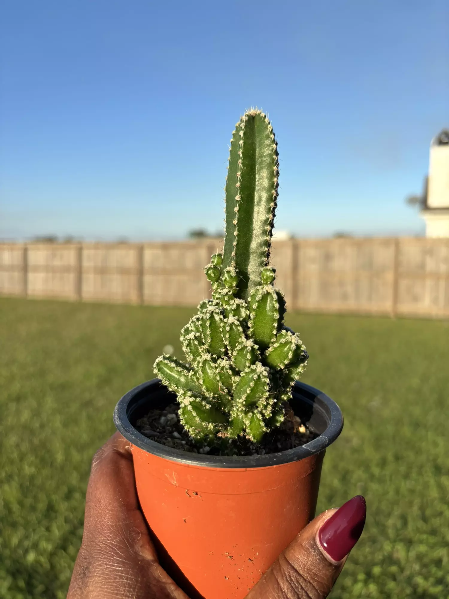 plant/Fairy castle-0