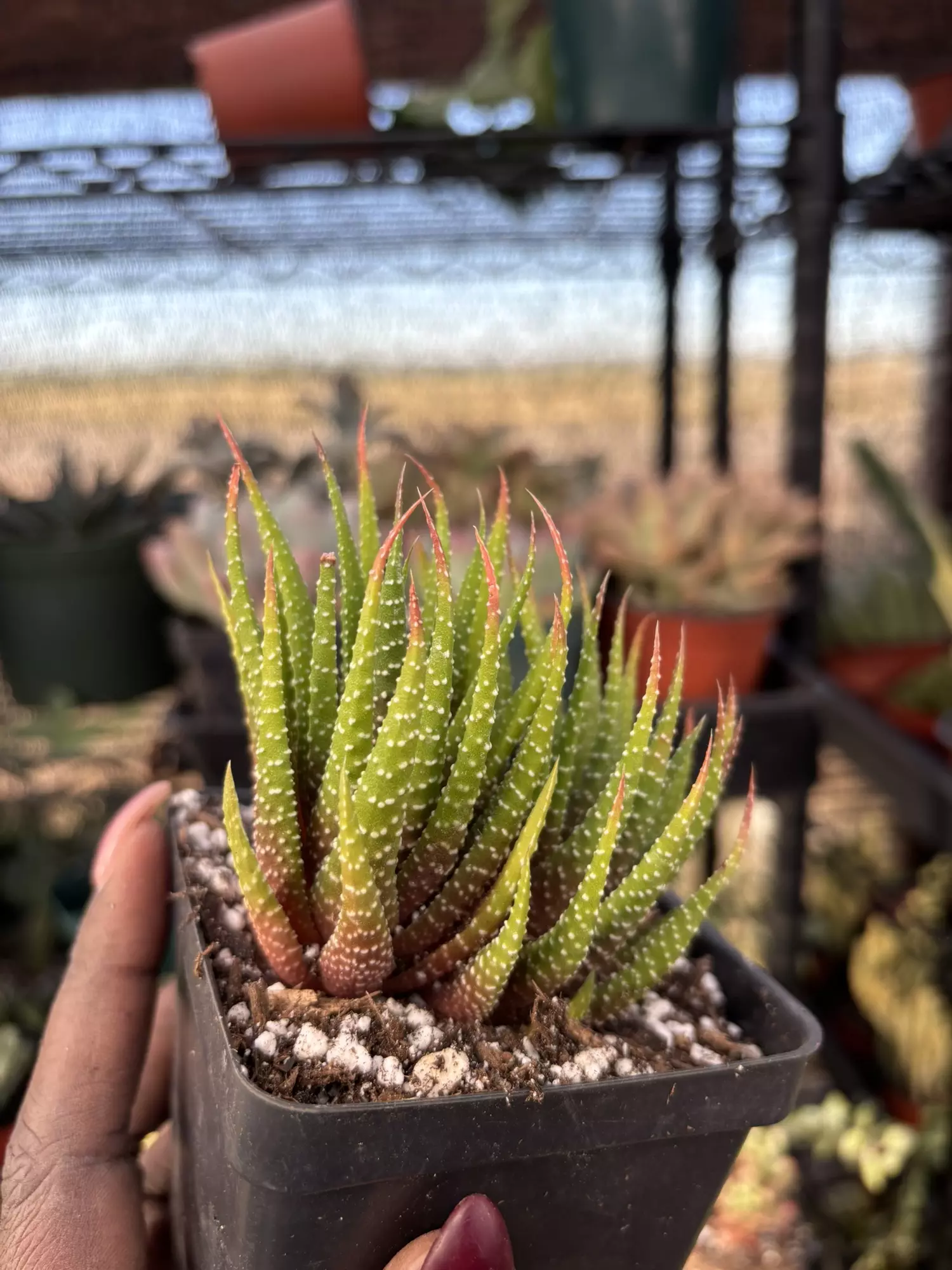 plant/Haworthiopsis sp. -0