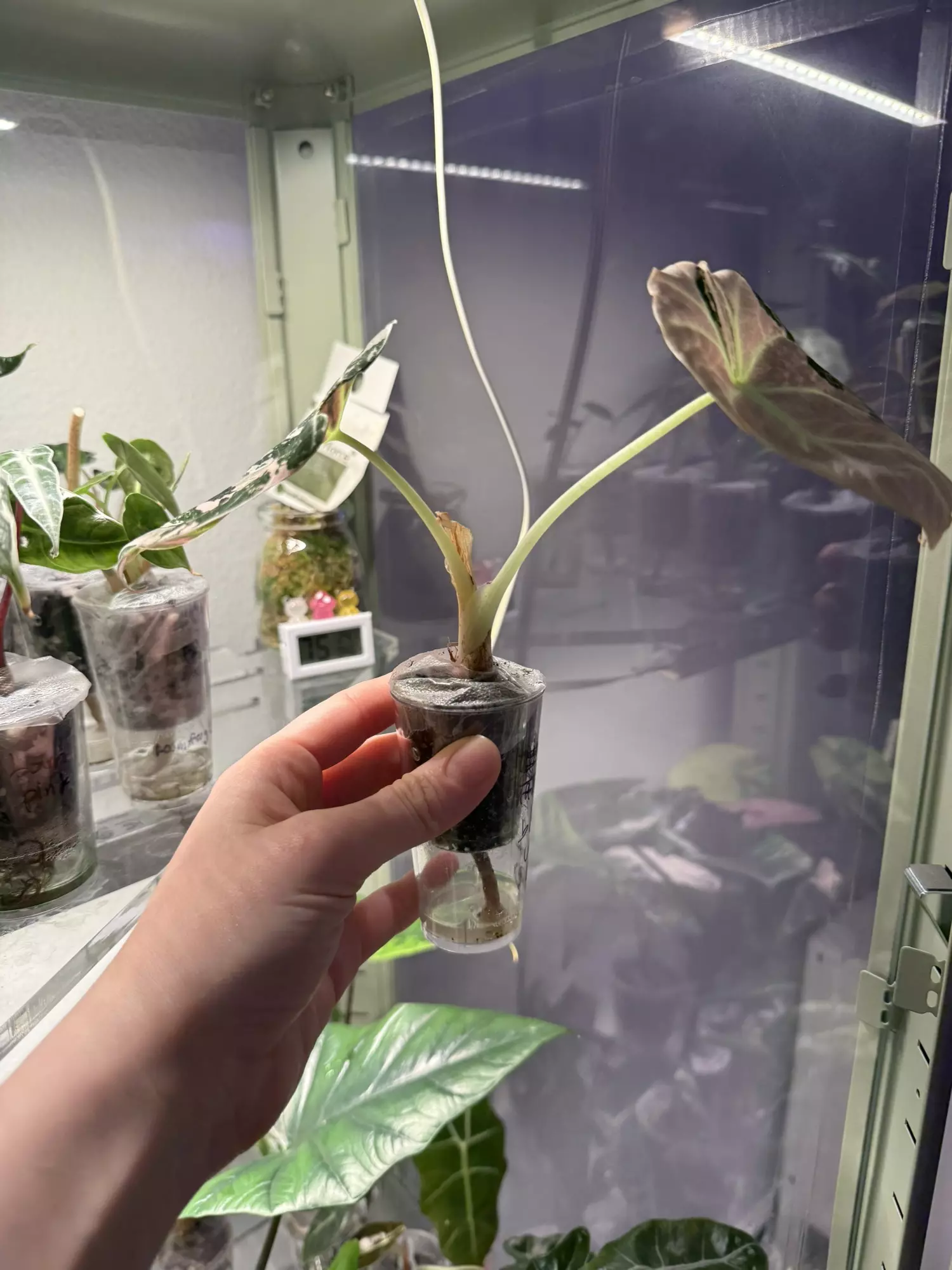 plant/Black velvet pink alocasia-3