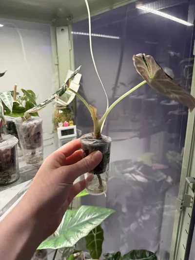 plant/Black velvet pink alocasia-3-thumbnail