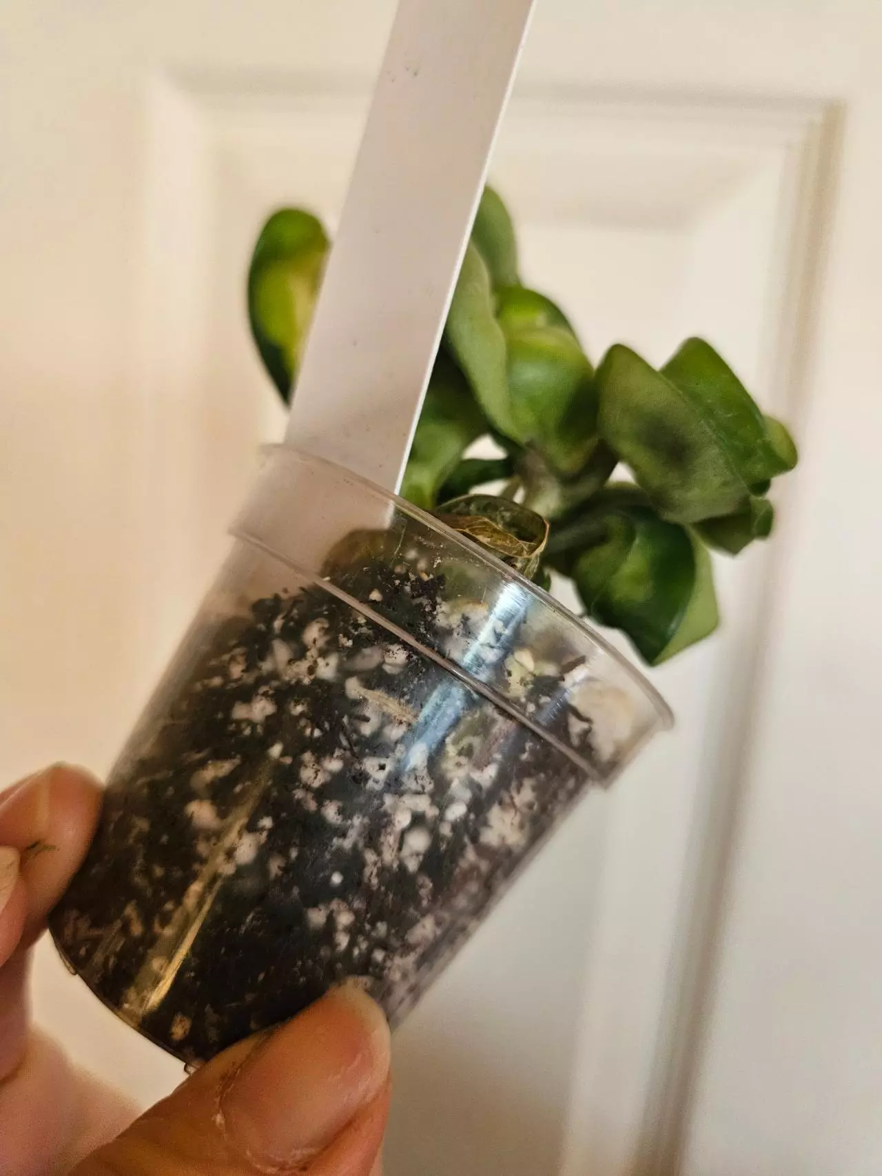 plant/Hoya mauna loa lightly rooted-2