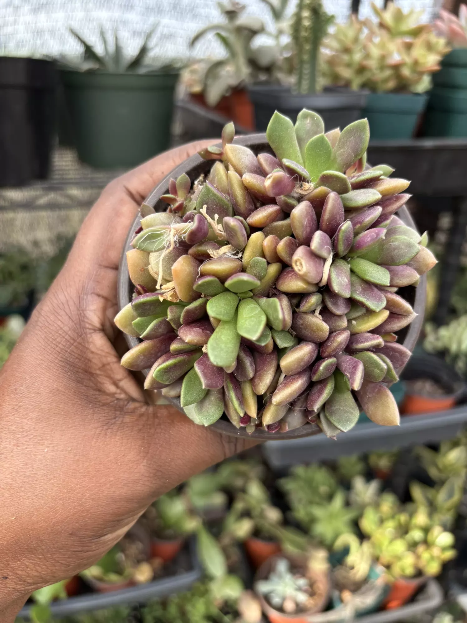 plant/Anacampseros rufescens-0