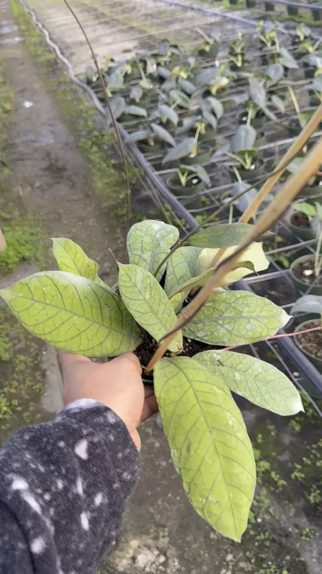 plant/Hoya meridithii-0