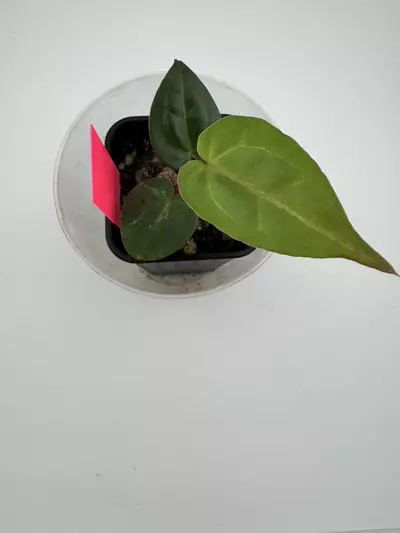 plant/P5 Zara Michelle x Carla Crystal-0-thumbnail