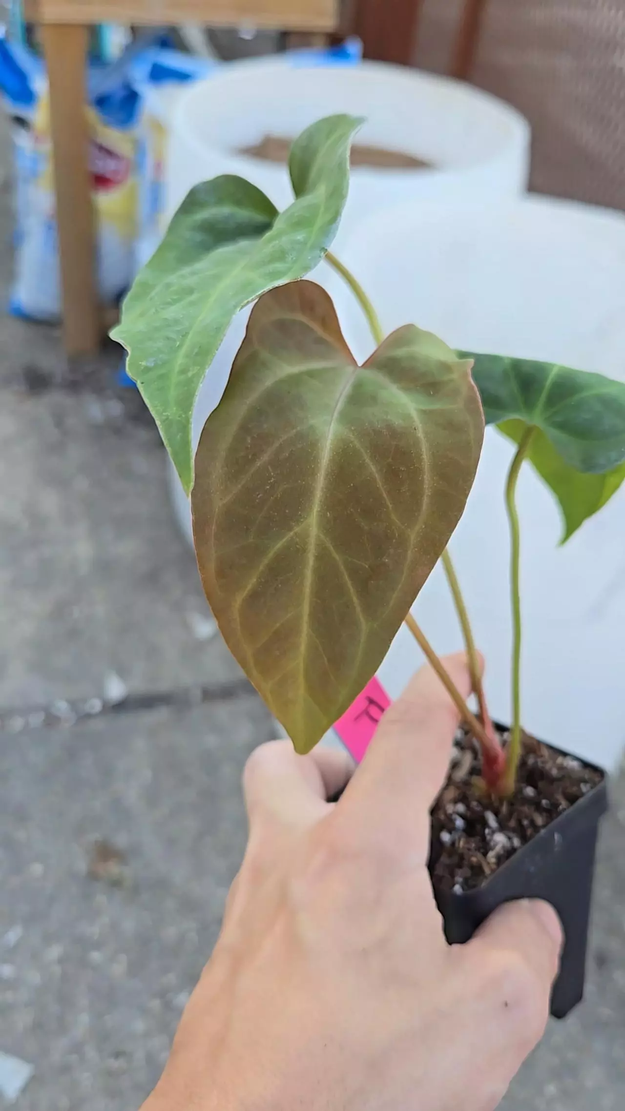 plant/P75 greenish emergent. (AOS/Tims Black) x Portillae NSE Dewey Fisk Clone-0