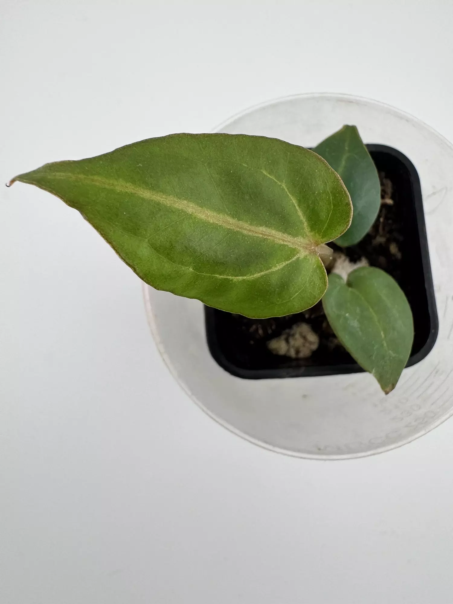 plant/P6 Zara Michelle x Carla Crystal-0