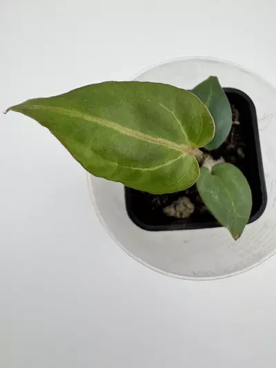 plant/P6 Zara Michelle x Carla Crystal-0-thumbnail