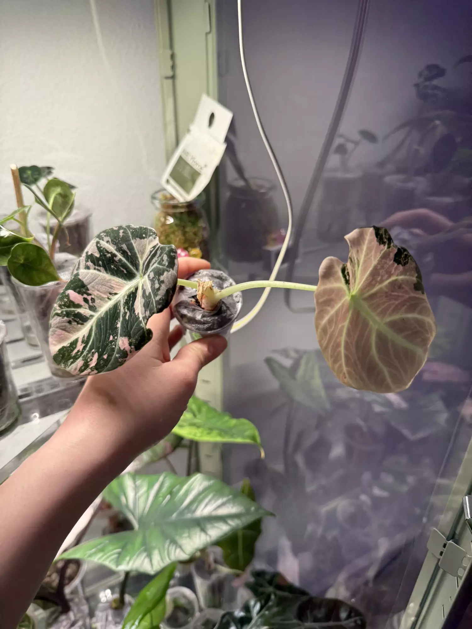 plant/Black velvet pink alocasia-0