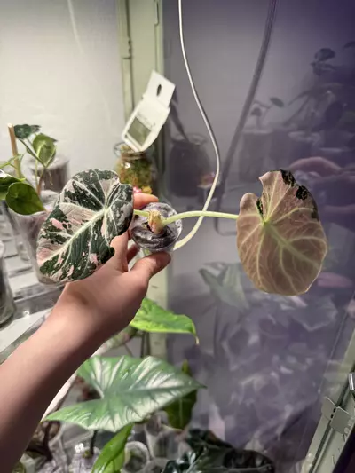 plant/Black velvet pink alocasia-0-thumbnail