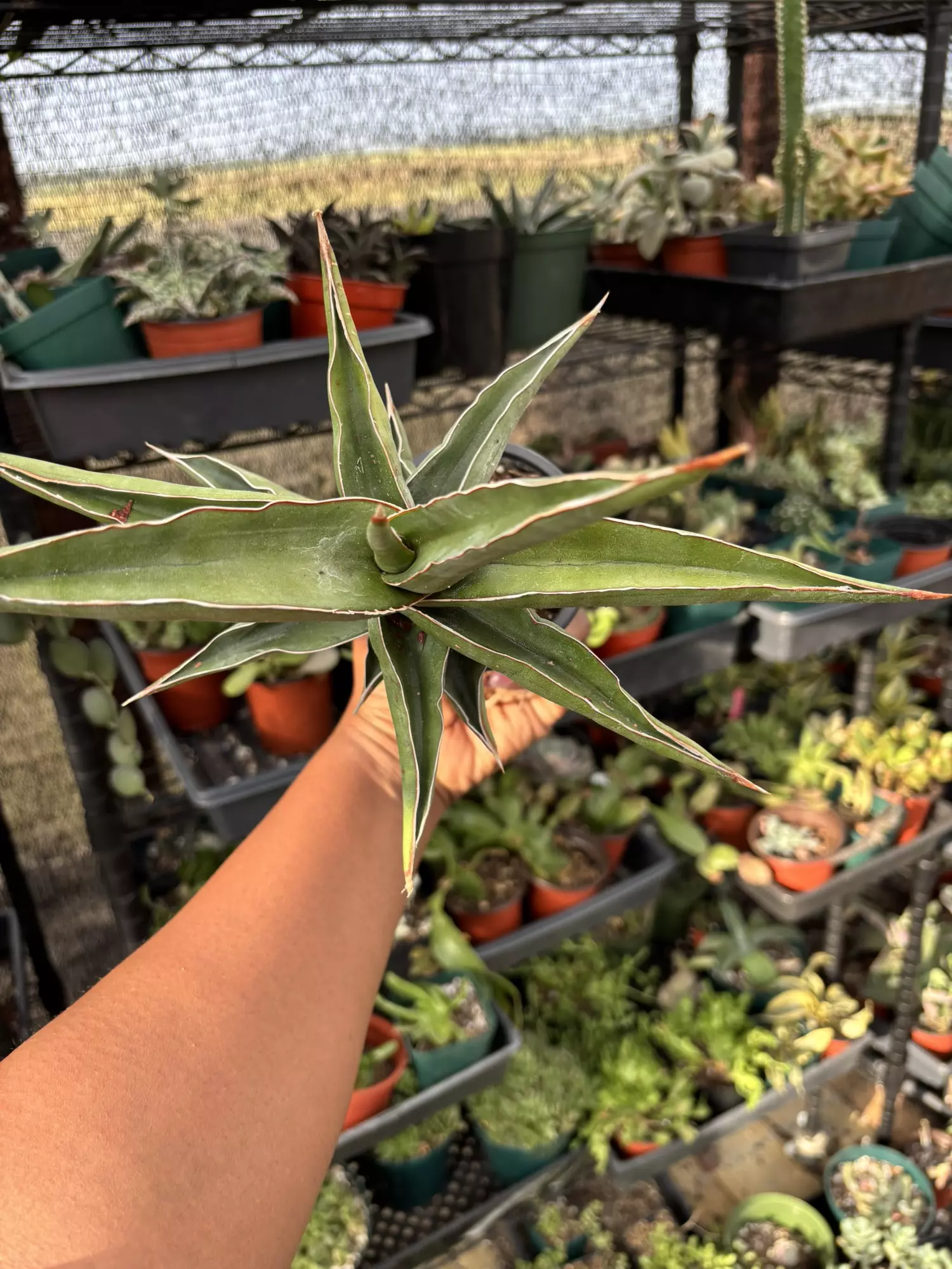 plant/Sanseveria samurai -0