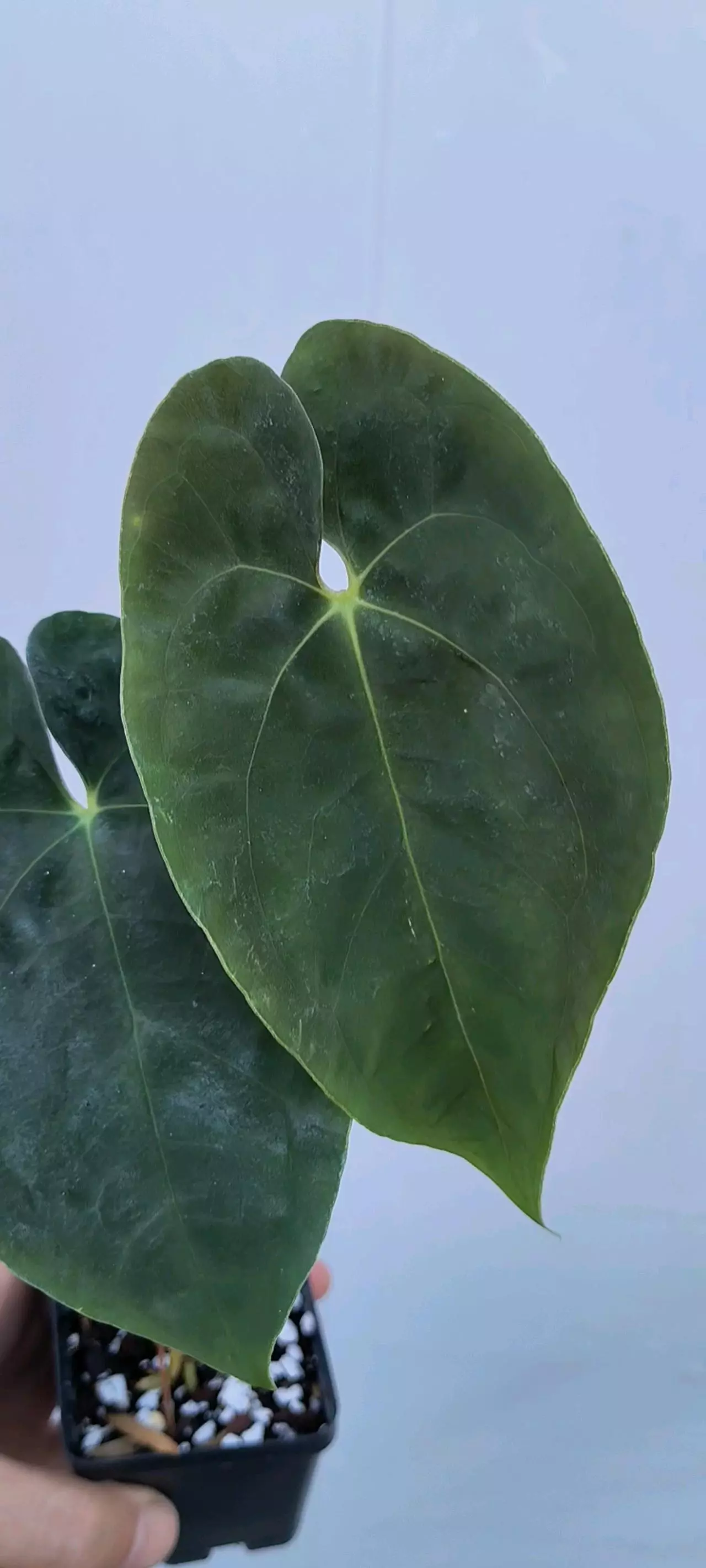 plant/P73 Papillilaminum Nice Pap #50 x Papillilaminum Nice Pap #1-0