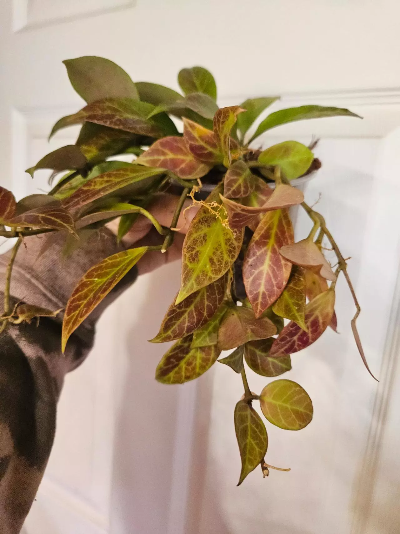 plant/Hoya sunrise 4"-0