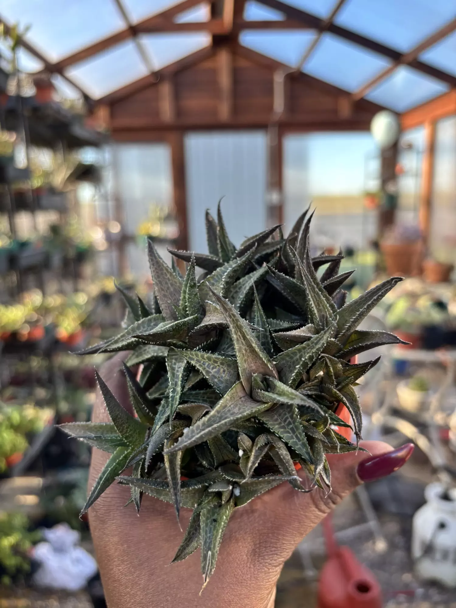 plant/Haworthiopsis Tessellata-0