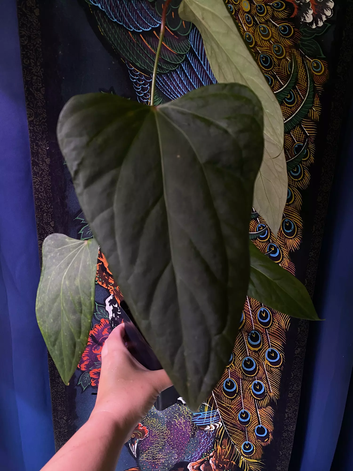 plant/Anthurium Mr. Worldwide x Open-0