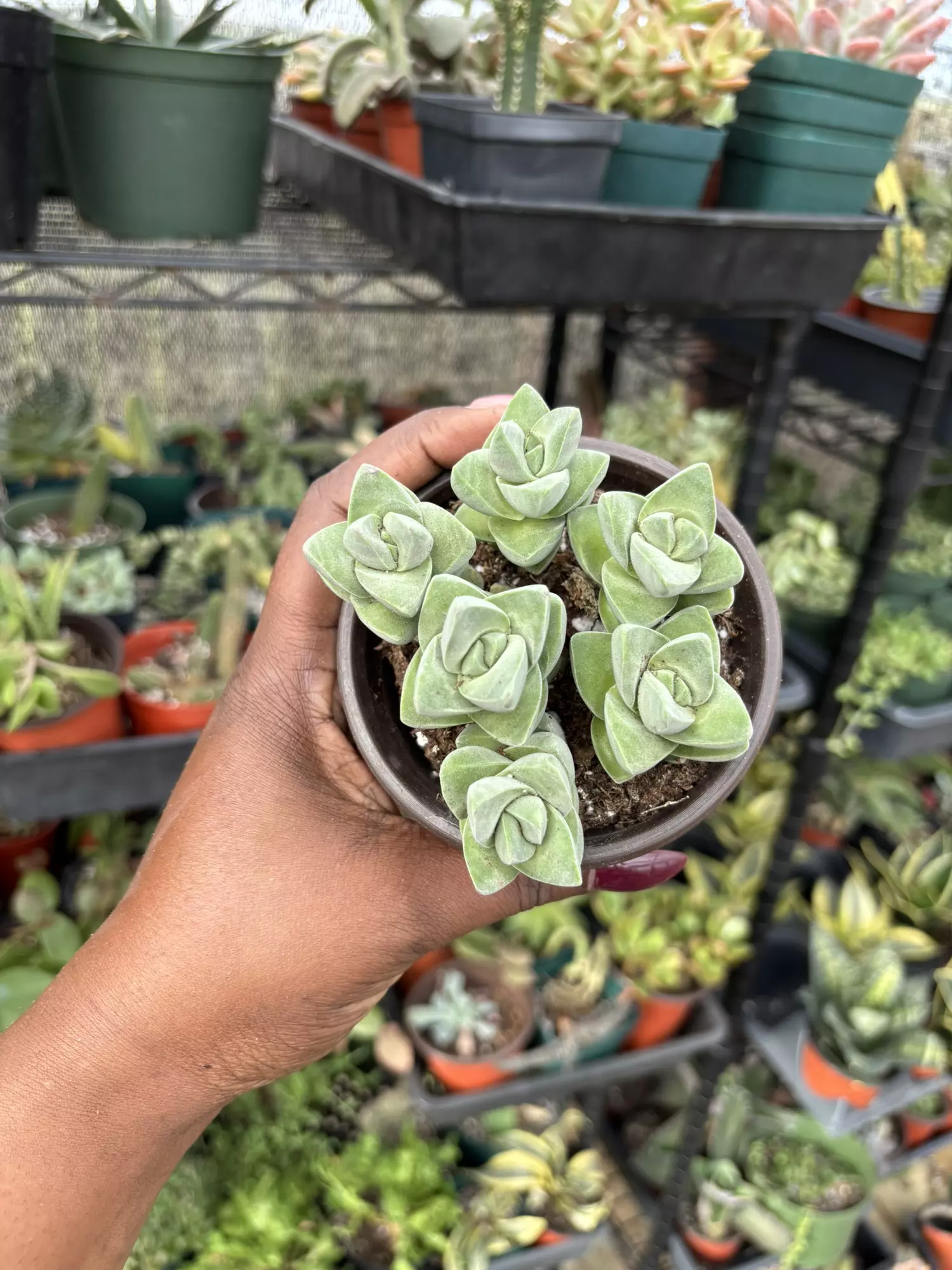 plant/Crassula moonglow-0