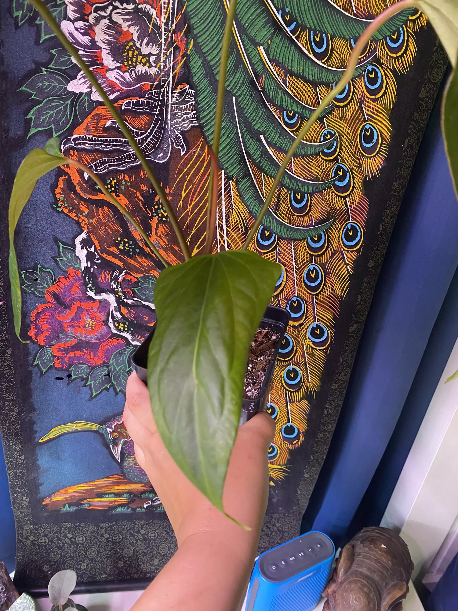 plant/Anthurium Mr. Worldwide x Open-1