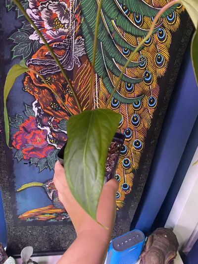 plant/Anthurium Mr. Worldwide x Open-1-thumbnail