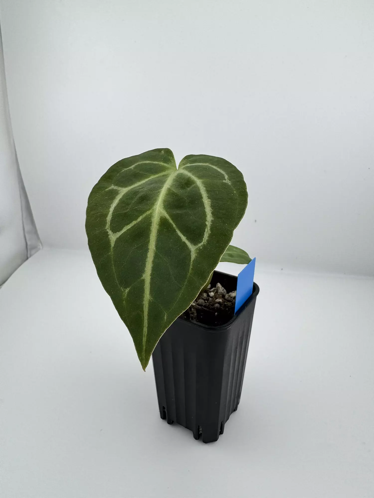 plant/P1 Carla Crystal x Red Crystal x SKG Silver Werewolf-1