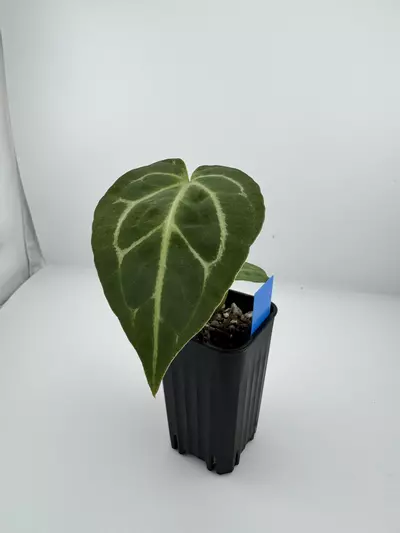 plant/P1 Carla Crystal x Red Crystal x SKG Silver Werewolf-1-thumbnail