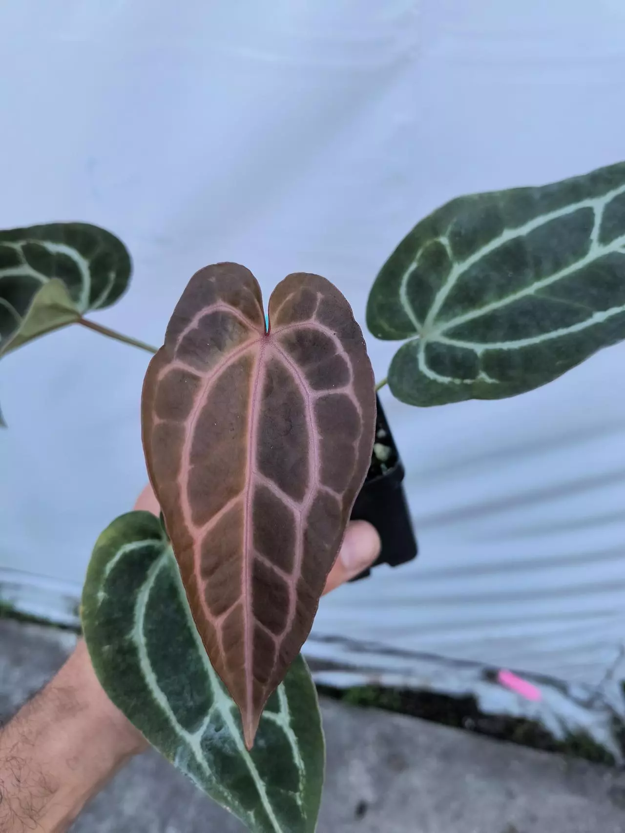 plant/P77 Swampmannii Long x Doc Block Purple F2-3