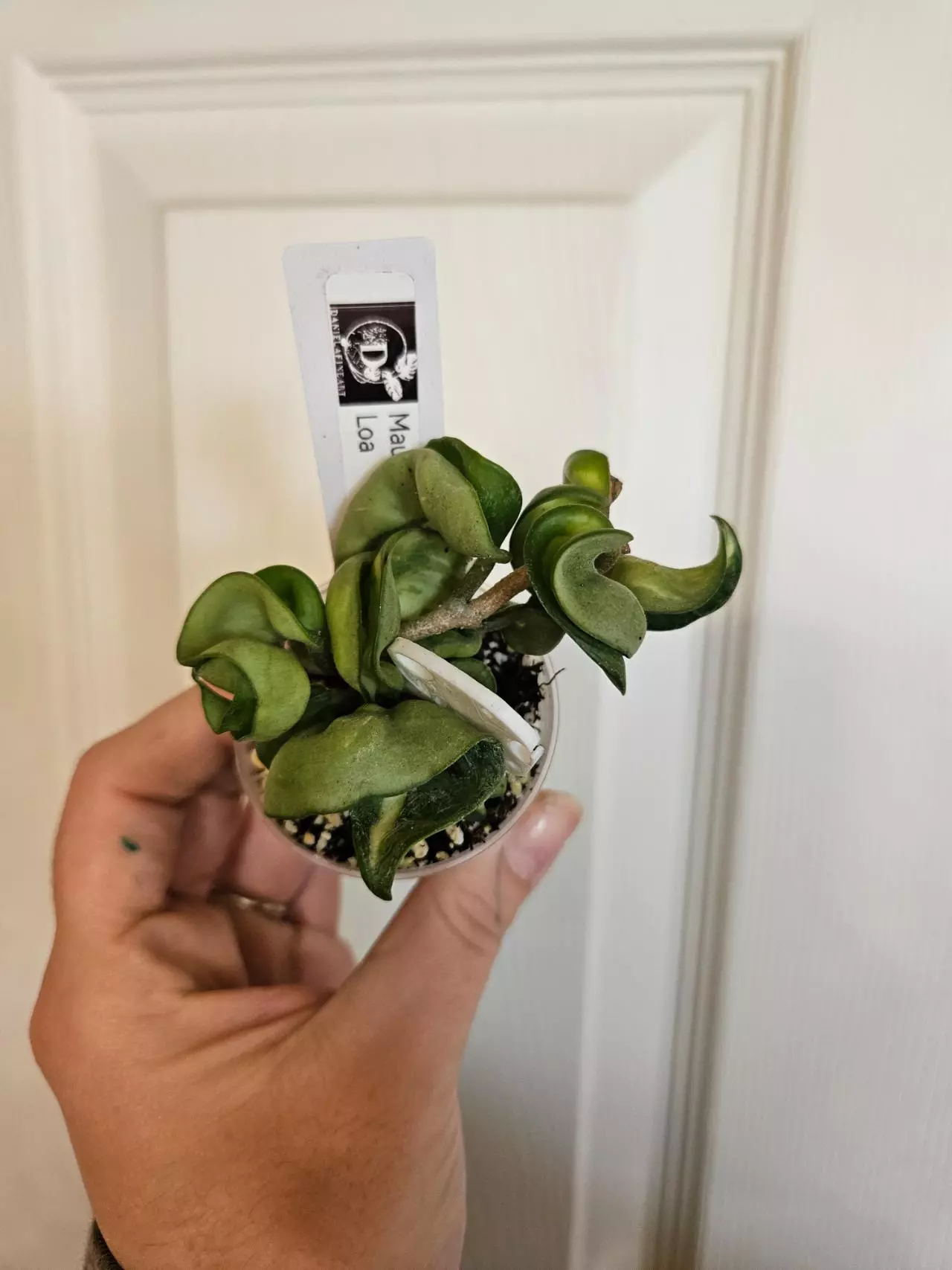 plant/Hoya mauna loa lightly rooted-1