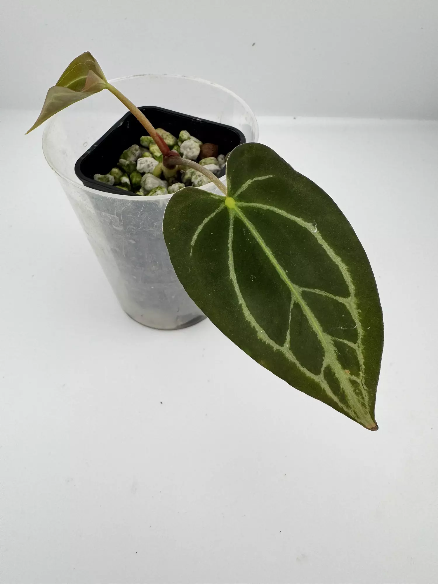 plant/P7 Magnificum x self-0