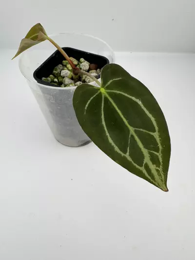 plant/P7 Magnificum x self-0-thumbnail