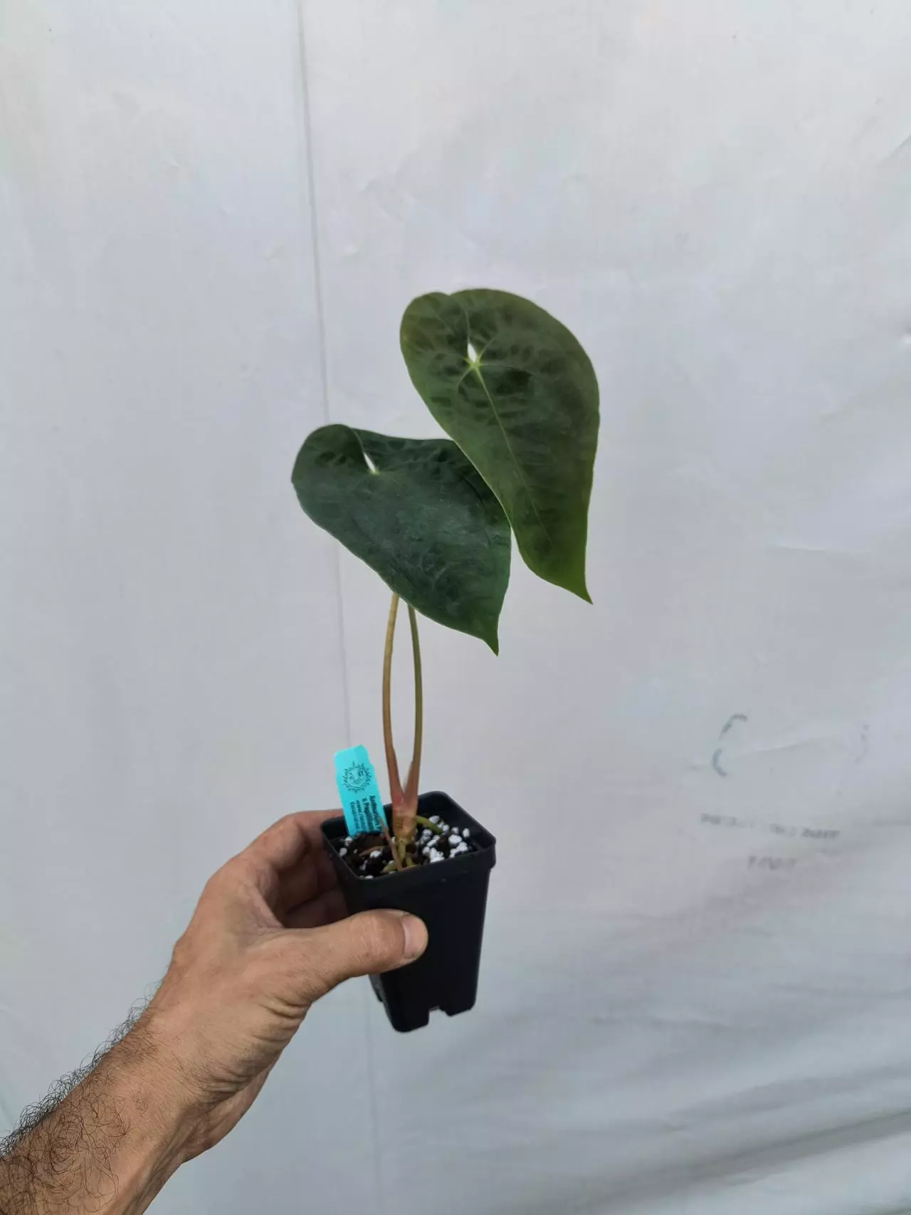 plant/P73 Papillilaminum Nice Pap #50 x Papillilaminum Nice Pap #1-1