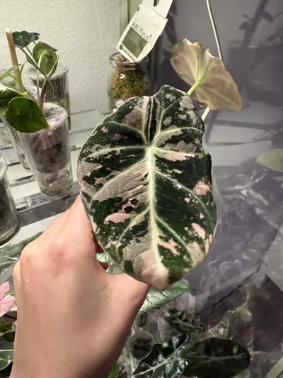 plant/Black velvet pink alocasia-2-thumbnail