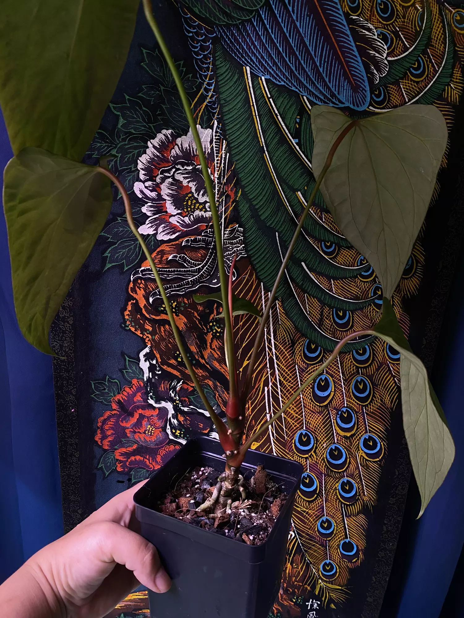 plant/Anthurium Mr. Worldwide x Open-3