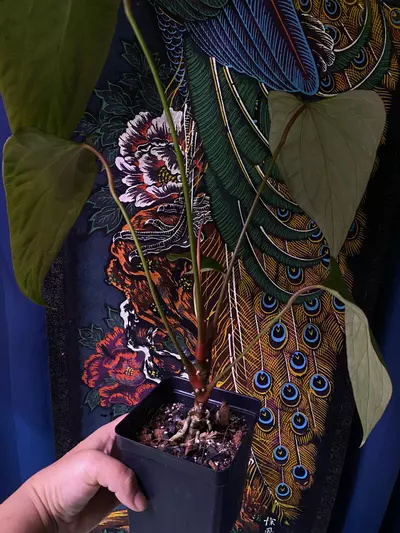 plant/Anthurium Mr. Worldwide x Open-3-thumbnail