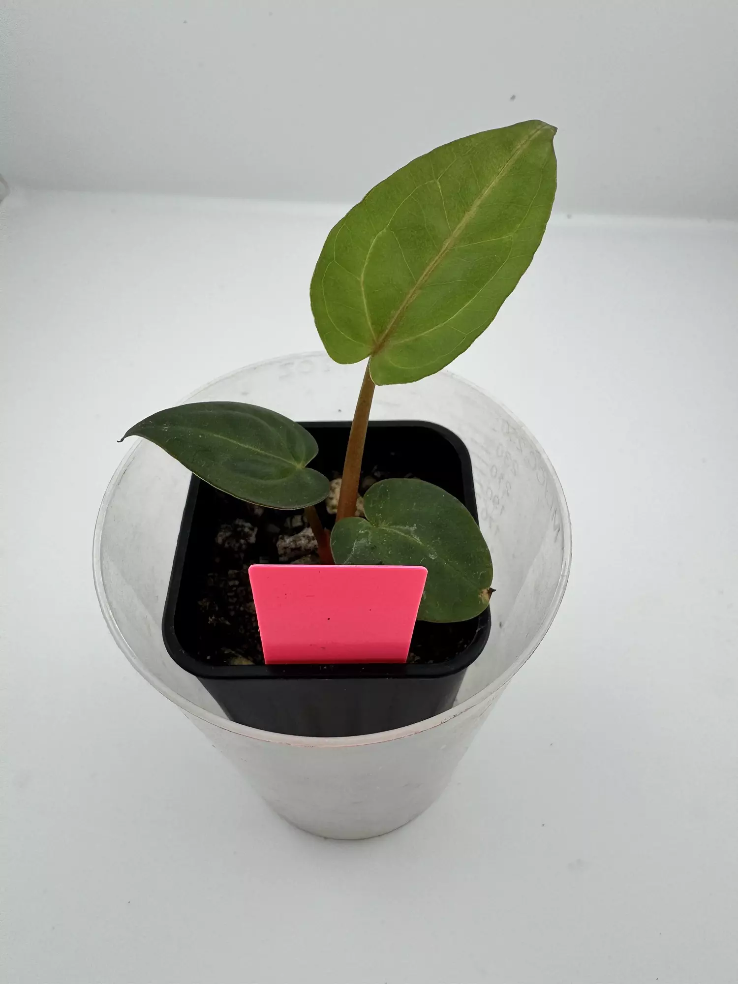 plant/P5 Zara Michelle x Carla Crystal-1