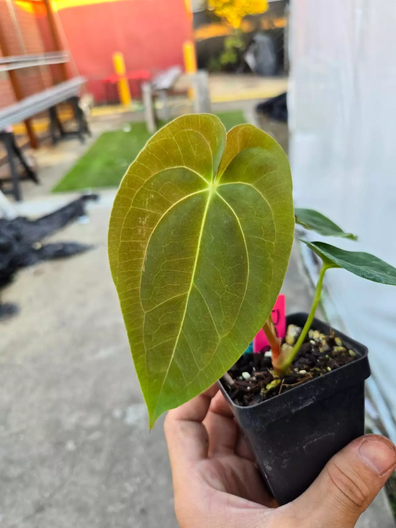 plant/P76 green emergent. Papillaminum Nice Pap #P100 x Pap puffy-1