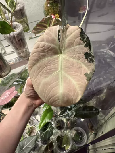 plant/Black velvet pink alocasia-1-thumbnail