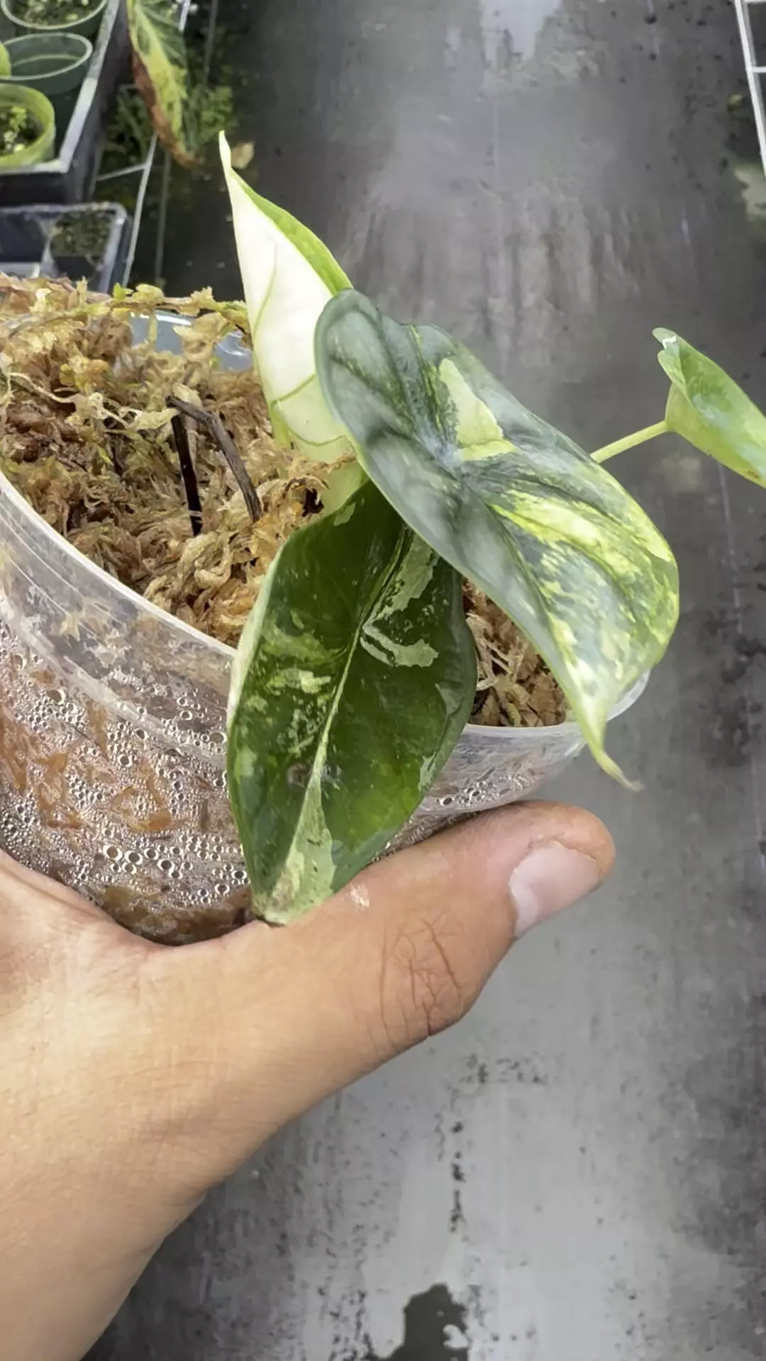 plant/Silver Dragon Aurea -0