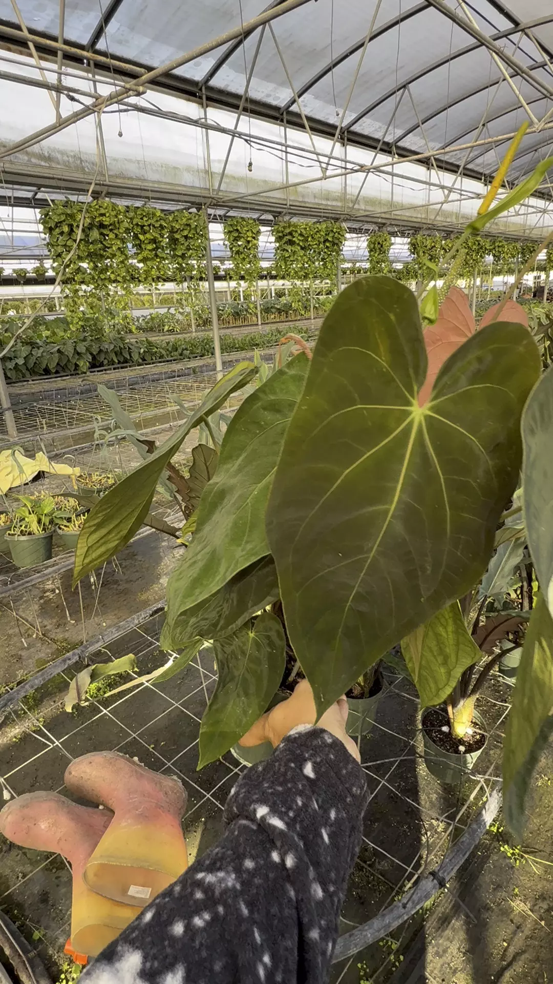 plant/Xl multipot anthurium pap 5x8 Tezula -0