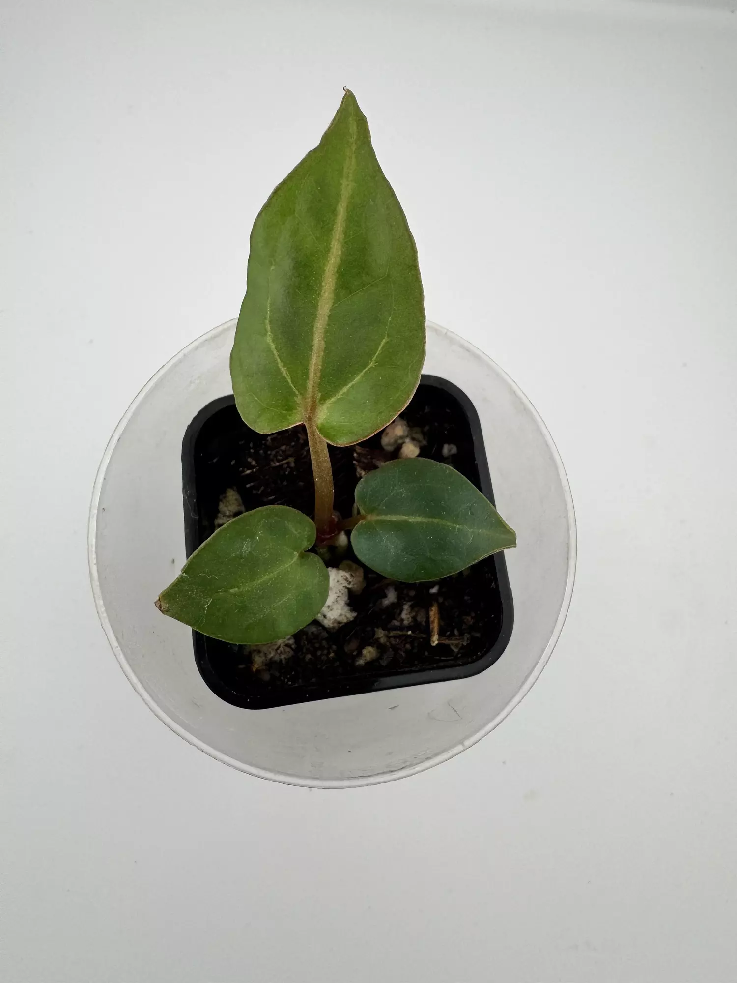 plant/P6 Zara Michelle x Carla Crystal-2