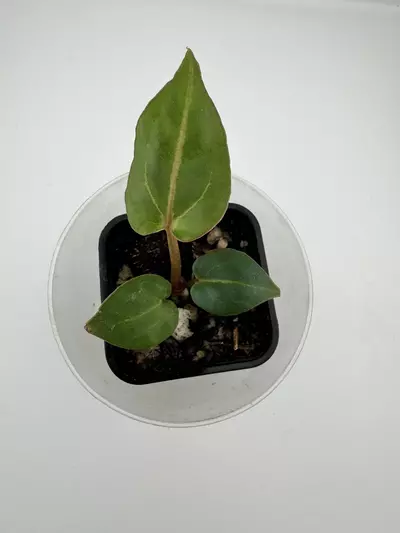 plant/P6 Zara Michelle x Carla Crystal-2-thumbnail