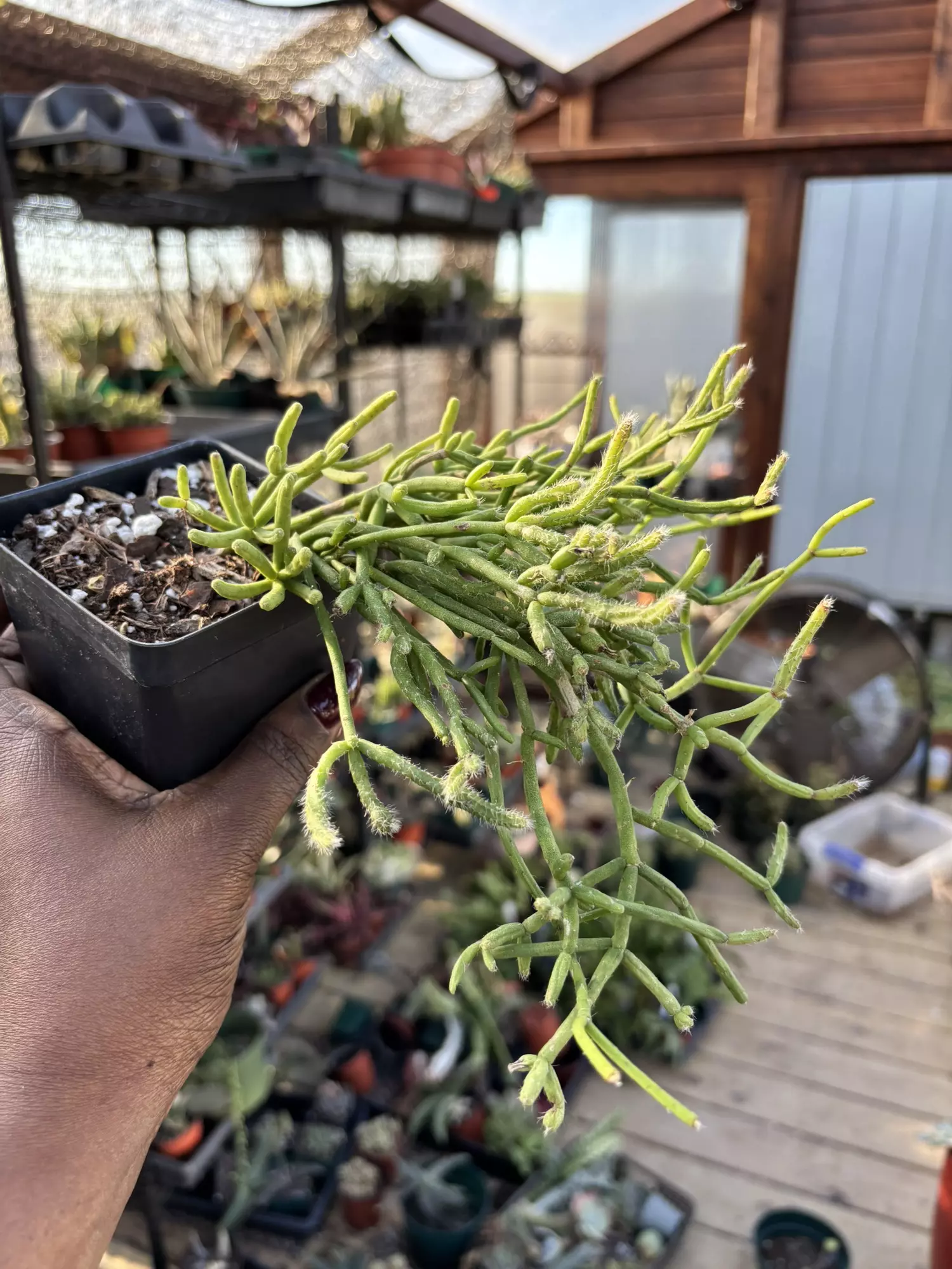 plant/Rhipsalis cereuscula -0