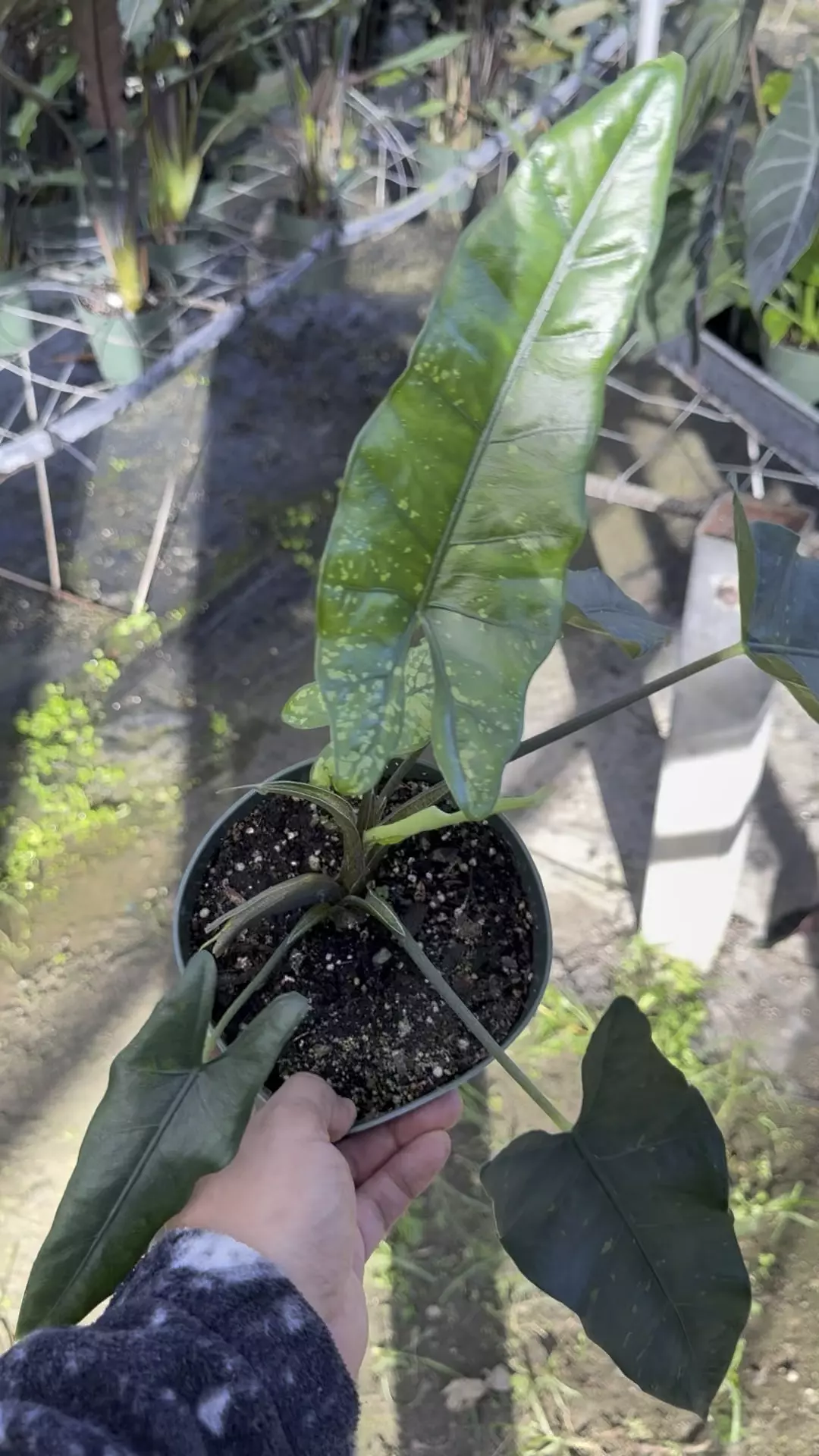 plant/Alocasia shattered glass with pup corming size-0