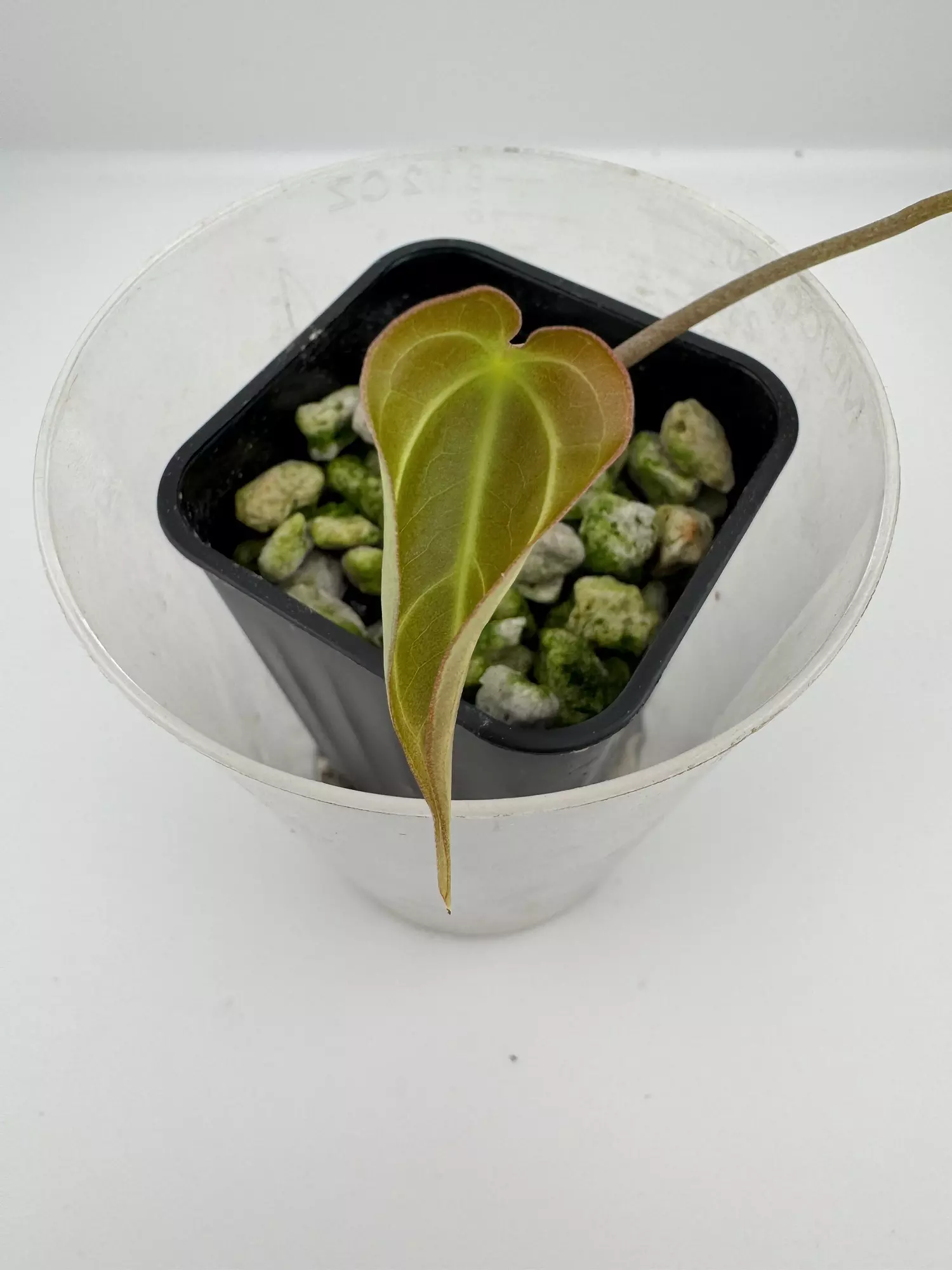 plant/P7 Magnificum x self-1