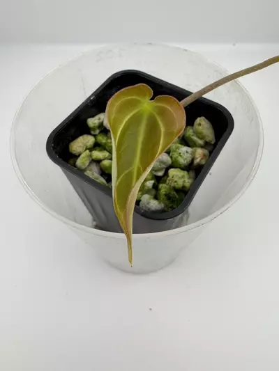 plant/P7 Magnificum x self-1-thumbnail