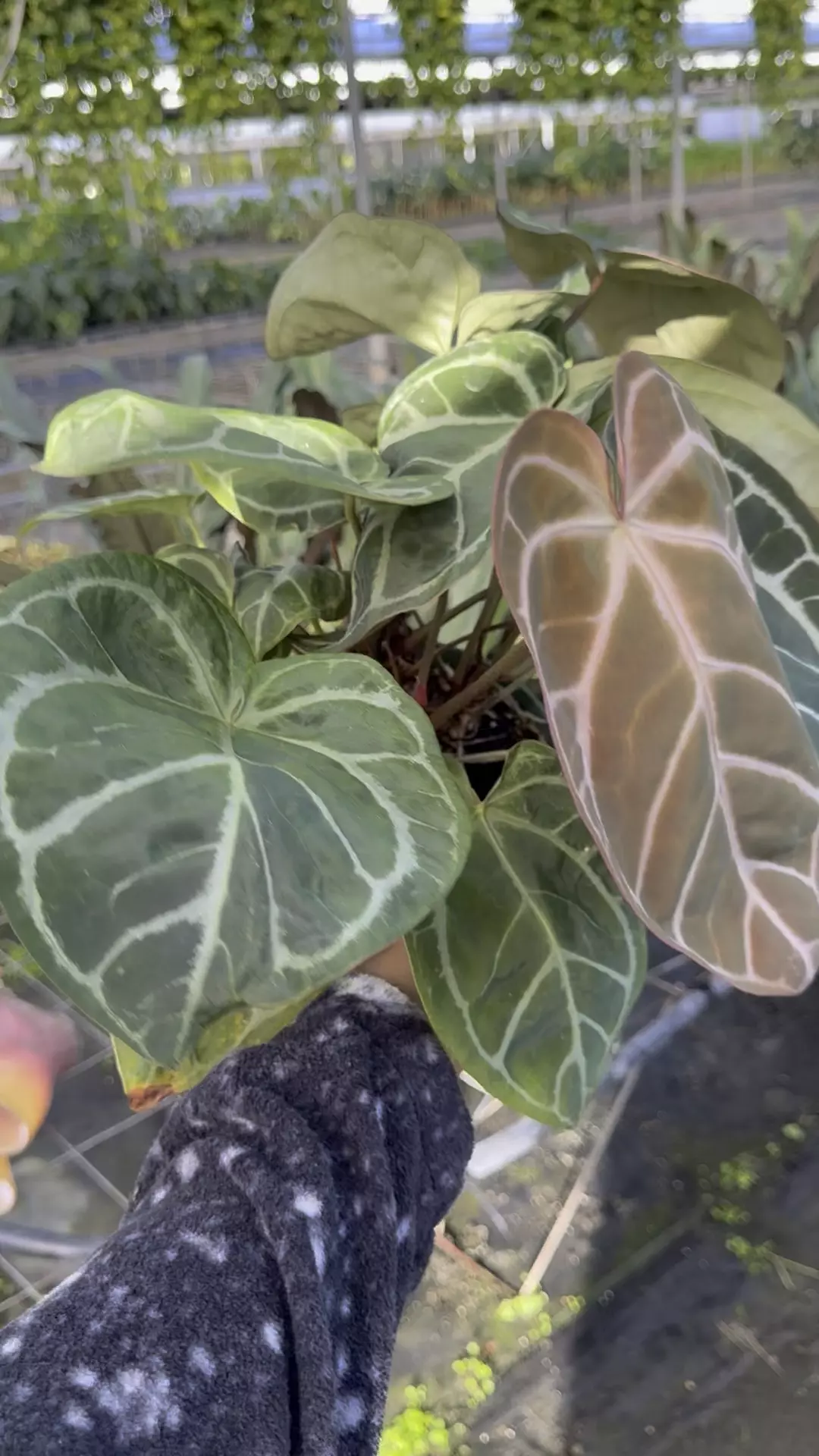 plant/Pink lemonade x black widow Michelle multipot -0