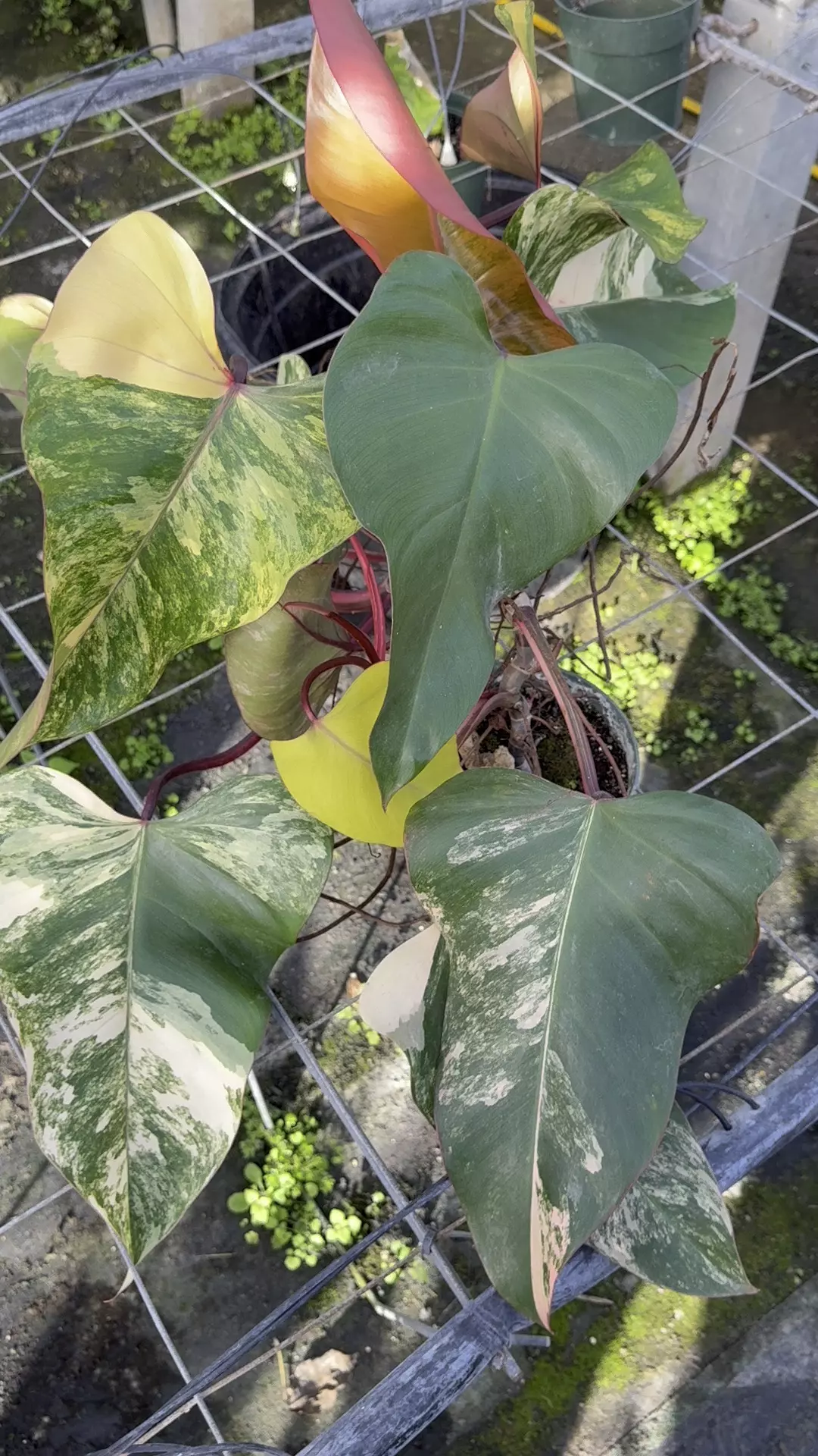 plant/Xl strawberry shake -0