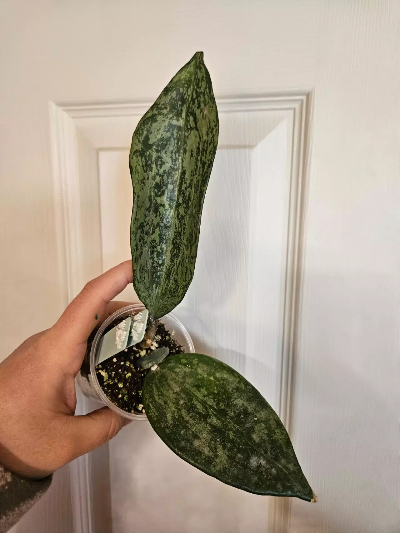 plant/Latifolia MRH-1