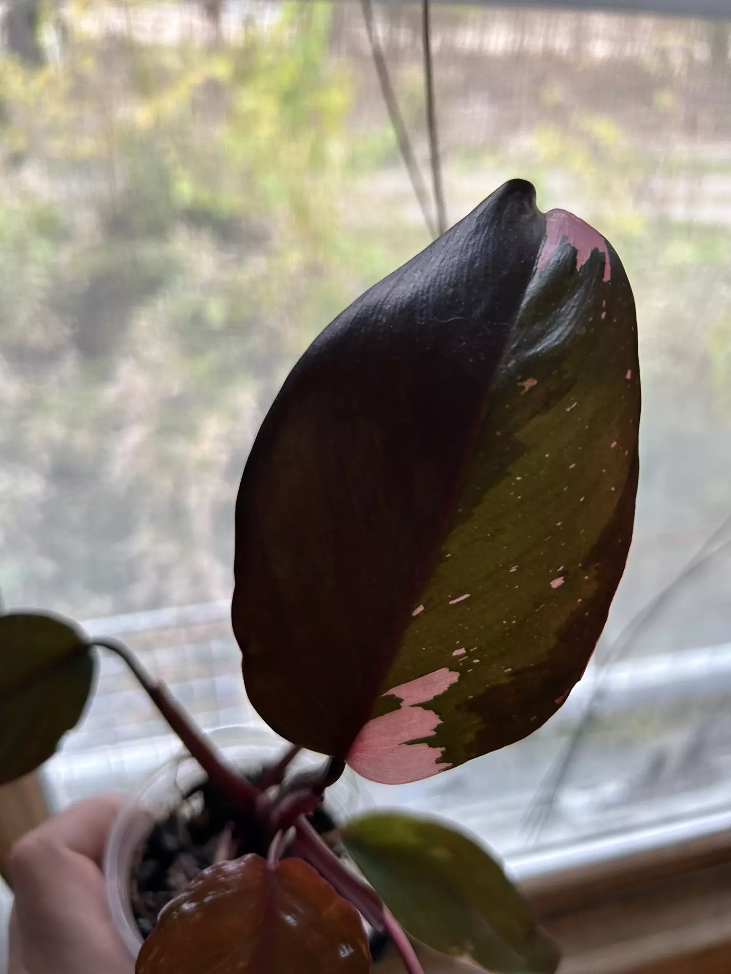 plant/Pink princess-0