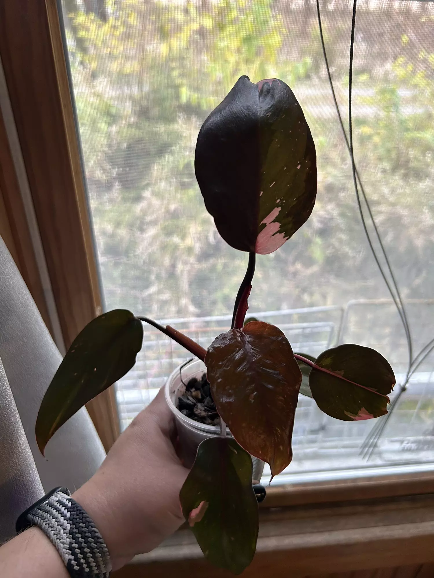 plant/Pink princess-2